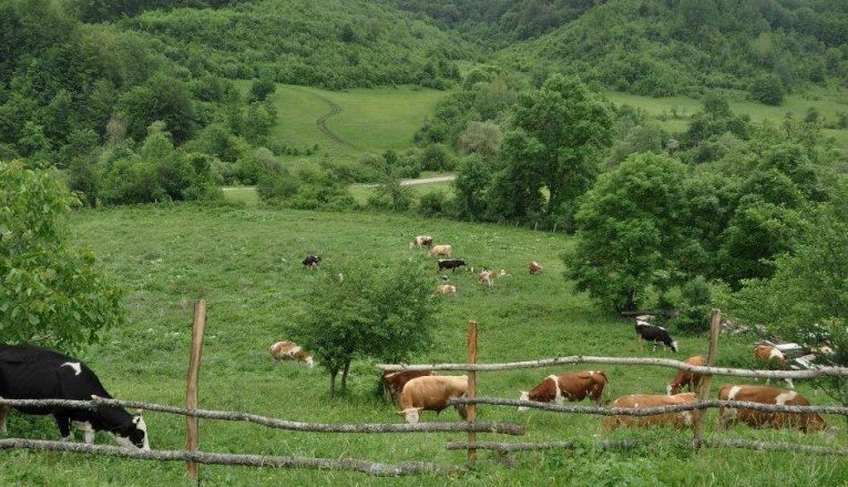 Shqipëria, më pak blegtori/ Gjatë 2020 më pak lopë, dele, dhi dhe qumësht