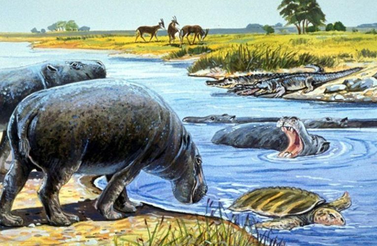 Eshtrat e hipopotamëve provojnë se shkretëtira arabe dikur ishte e gjelbëruar