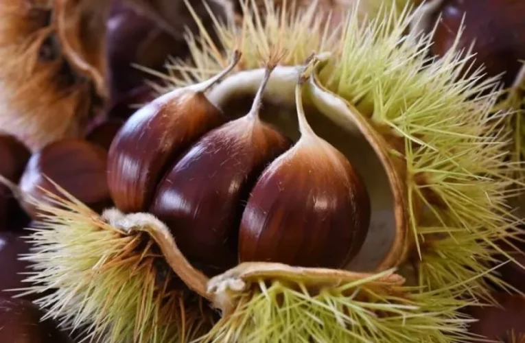 Fight anemia and fatigue with chestnuts, all the properties and benefits of the autumn fruit